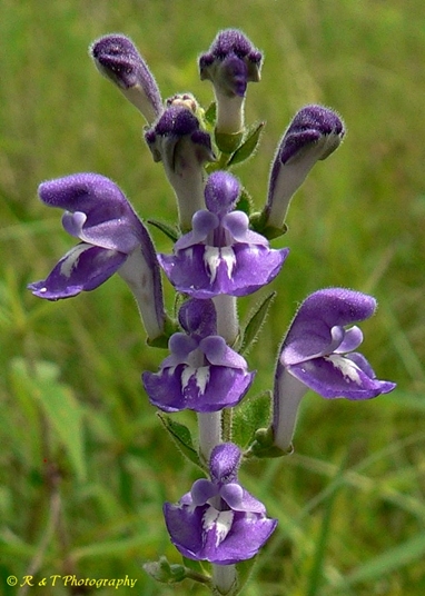 {Scutellaria elliptica var. hirsuta}